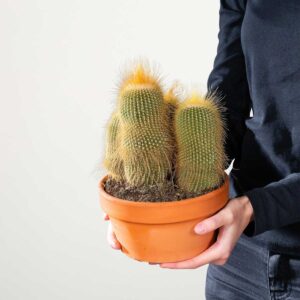 Golds&auml;ulen-Kaktus