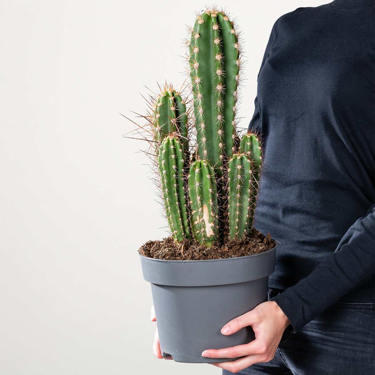 Säulenkaktus 'Herzogiana'