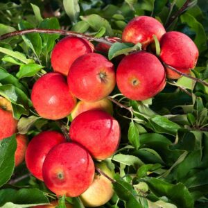 BIO Apfel 'Elstar®'