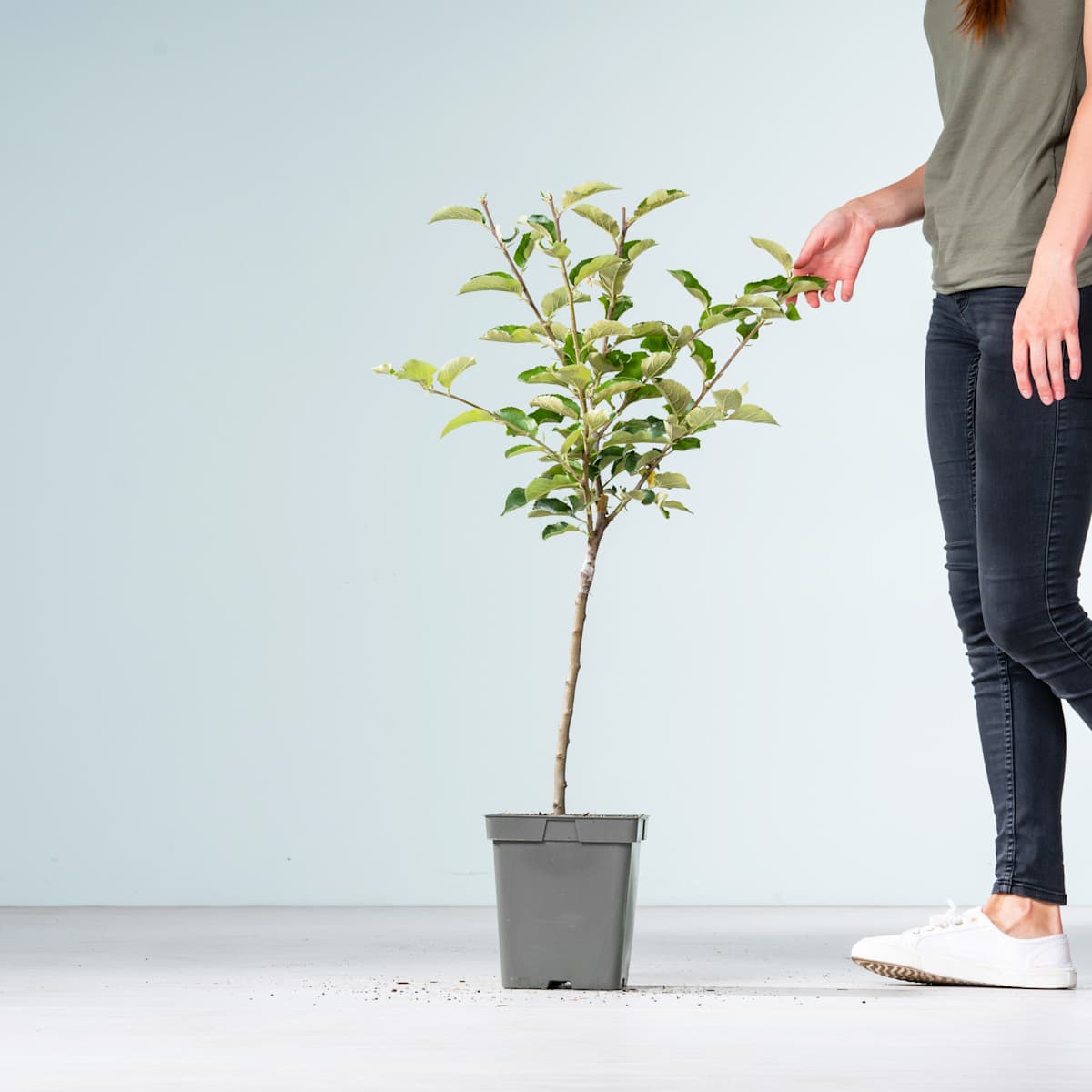 BIO Apfel 'Jonagold'