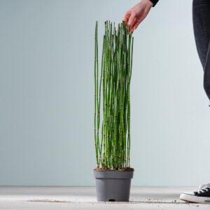 Schachtelhalm 'Variegata'