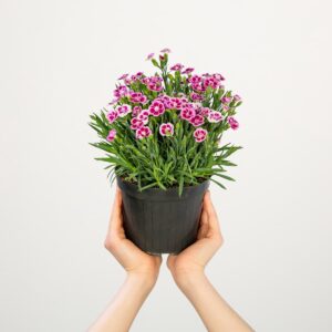 Winterharte Nelke 'Pink Kisses' - 6 Stück