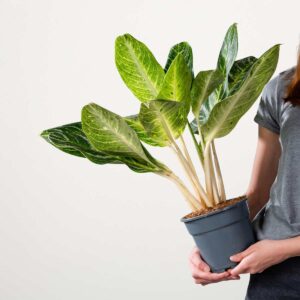 Aglaonema 'Key Lime'