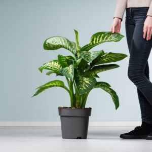 Dieffenbachie 'Reeva'