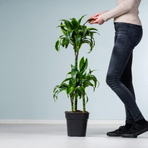 Drachenbaum 'Dorado'