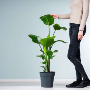 Strelitzie 'Nicolai' L