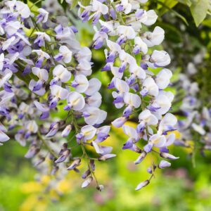 Blauregen 'Prolific'