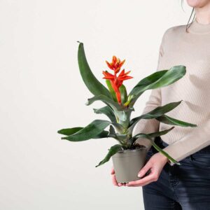 Aechmea 'Pepita Elegant Flames'