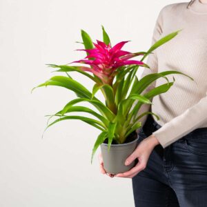 Guzmania 'Deseo Pink'