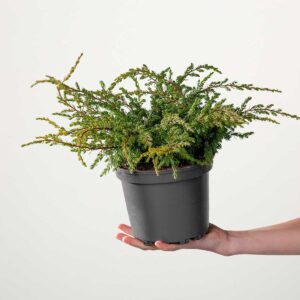 Heidewacholder 'Repanda'