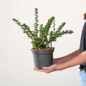 Immergrüne Berberitze 'Nana'