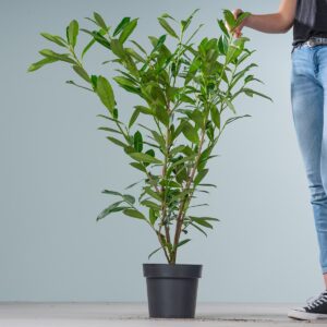 Kirschlorbeer 'Caucasica'