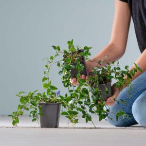 Kleines Immergrün 'Blau' - 3 Stück