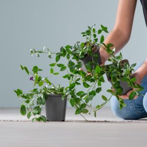 Kleines Immergrün 'Rot' - 3 Stück