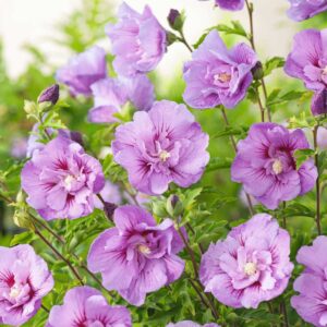 Hibiskus 'Lavender Chiffon®'