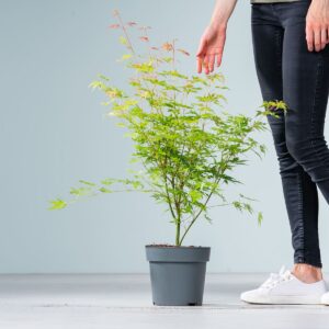 Ahorn 'Orange Lace'®