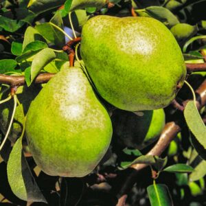 BIO Birne 'Williams'