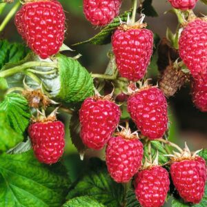 BIO Gemeine Himbeere