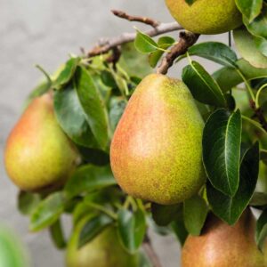 BIO Säulen-Birne 'Doyenné du Comice'