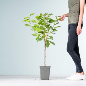 BIO Süßkirsche 'Sunburst'