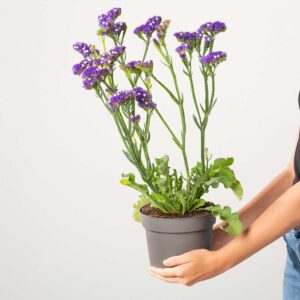 Blauer Strandflieder