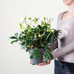 Christrose 'Niger' M