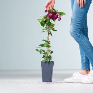 Clematis 'Rouge Cardinal' M