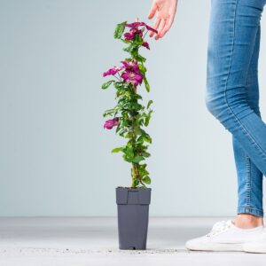 Clematis 'Warszawska Nike'