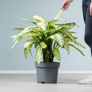 Dieffenbachie 'Vesuvius' L