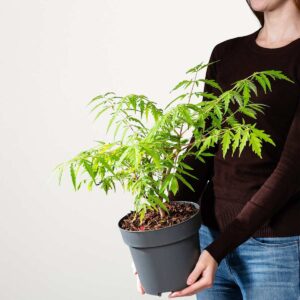 Essigbaum 'Tiger Eyes®'