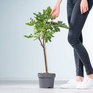 Feige 'Ice Crystal' - Stämmchen