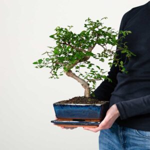 Zelkove Bonsai 'Traditional' M