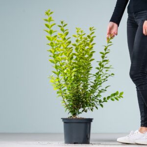 Goldliguster 'Aureum'