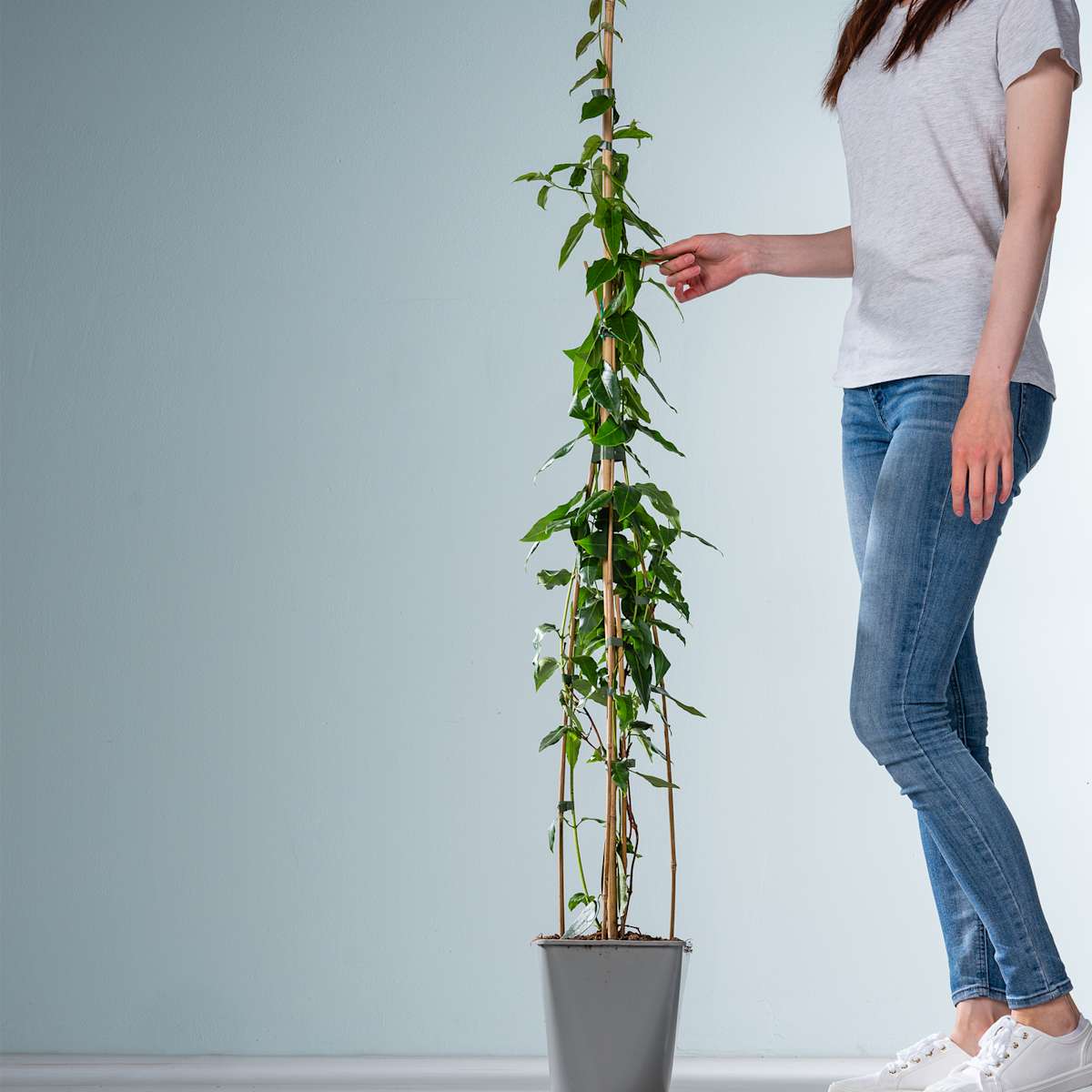 Heckenkirsche 'Copper Beauty'