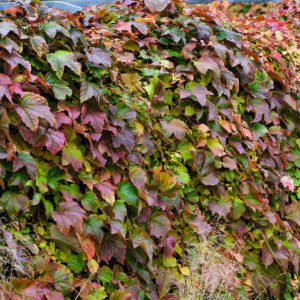 Jungfernrebe 'Veitchii'