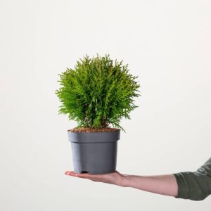 Kugel-Lebensbaum 'Danica'