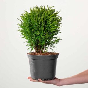 Kugel-Lebensbaum 'Mecki®'