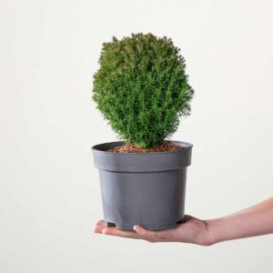 Kugel-Lebensbaum 'Teddy'