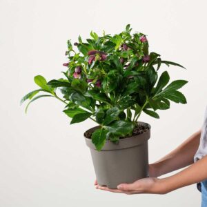 Lenzrose VIV® 'Victoria'