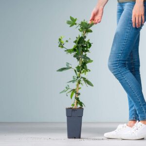 Passionsblume 'Purple Haze'