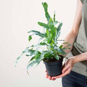 Phlebodium 'Blue Star' S