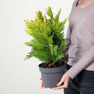 Scheinzypresse 'Ivonne' M