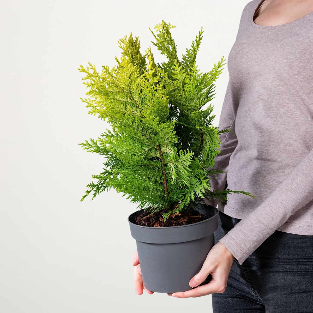 Scheinzypresse 'Ivonne' M