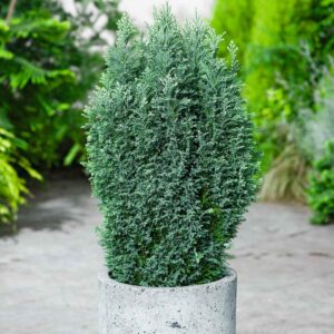 Scheinzypresse 'Snow White' S