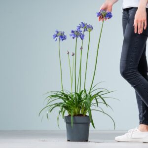 Schmucklilie 'Ever Sapphire'