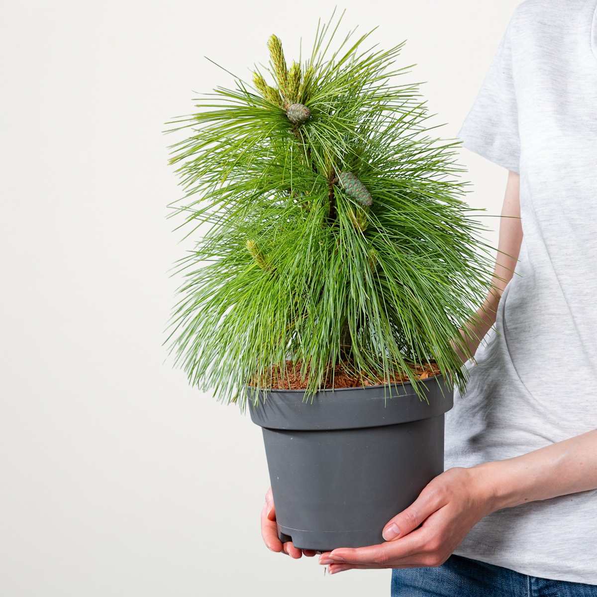 Schwerinkiefer 'Wiethorst'