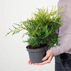 Wacholder 'Gold Coast'