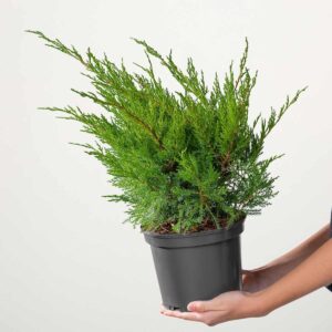 Wacholder 'Mint Julep'