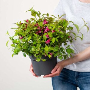 Weigelie 'Monet®Sunset'