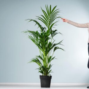 Kentia-Palme 'Forsteriana' L